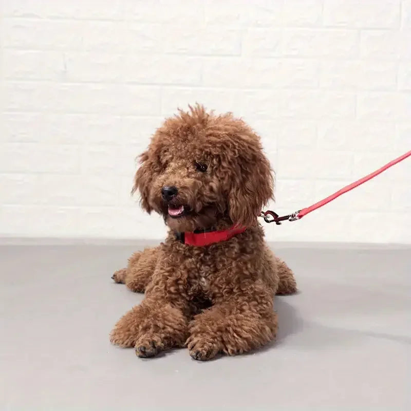 Collare LED Luminoso per Cani – Sicurezza Notturna Ricaricabile